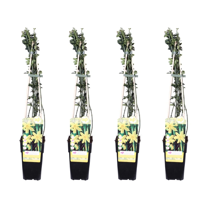 4x - Jasminum nudiflorum