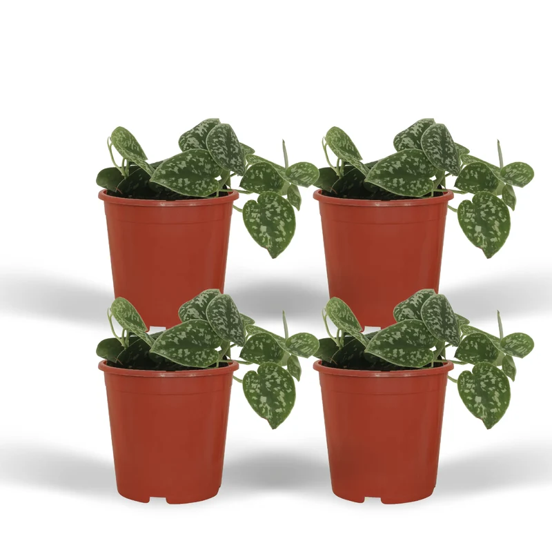 4x Scindapsus Pictus - Epipremnum