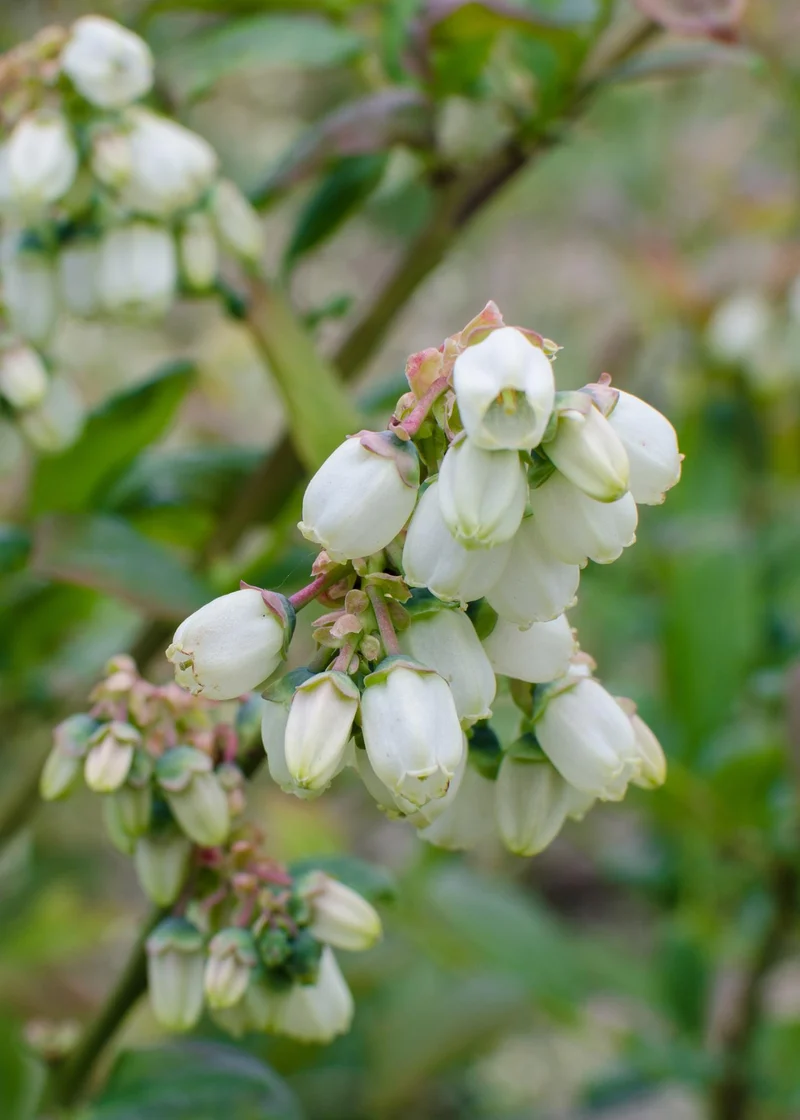 5x - Vaccinium corymbosum 'Reka'