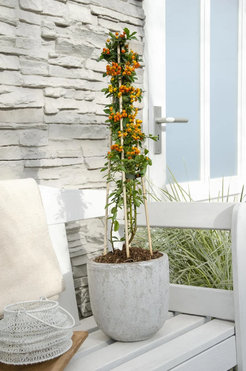 4x - Pyracantha 'Orange Glow'