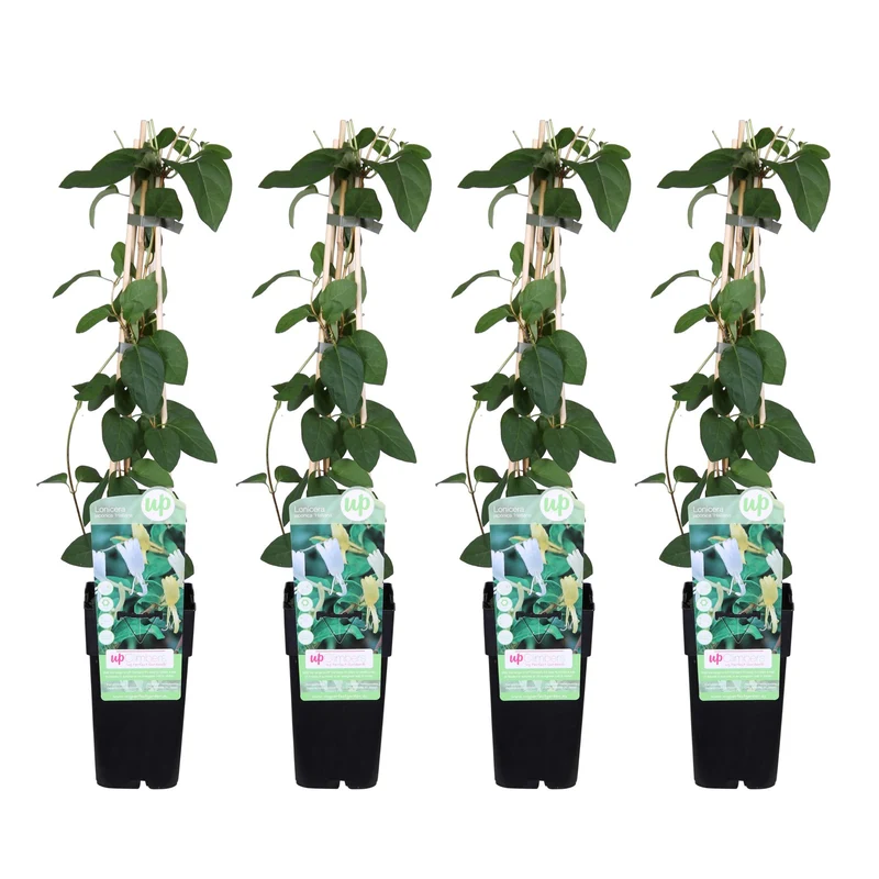 4x - Lonicera japonica 'Halliana'