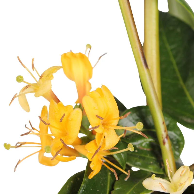 3x - Lonicera henryi