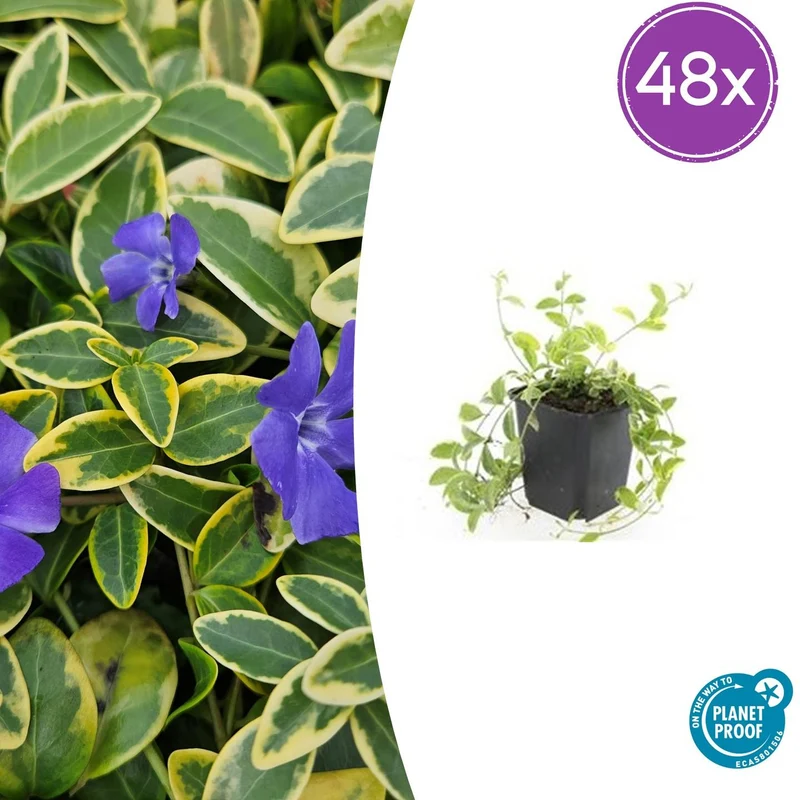 48x Vinca minor 'Aureovariegata'