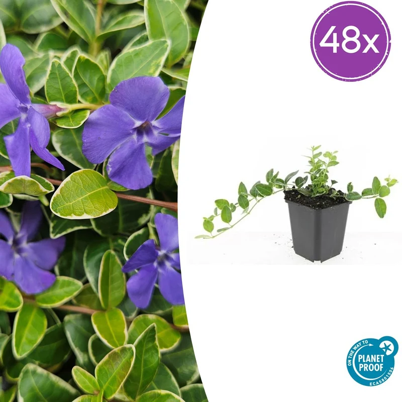 48x Vinca minor 'Ralph Shugert'