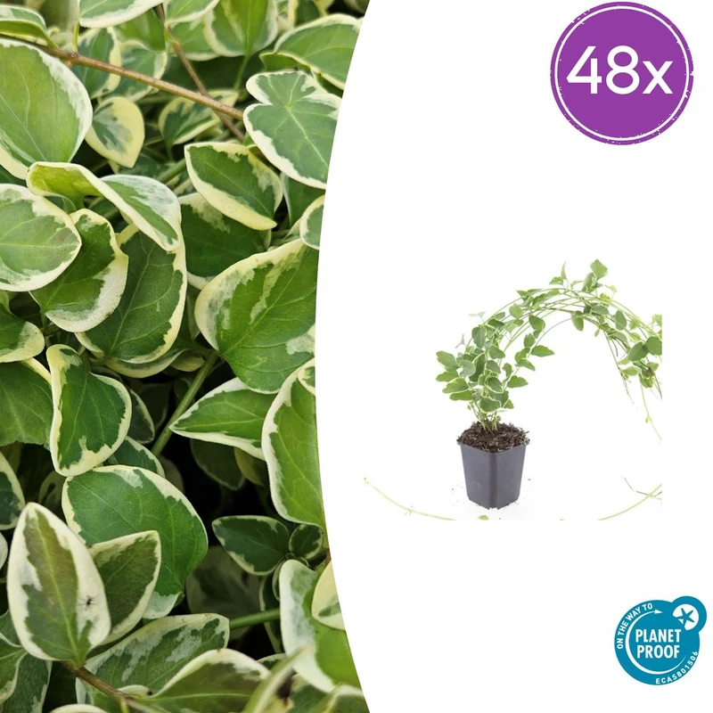 48x Vinca major 'Variegata'