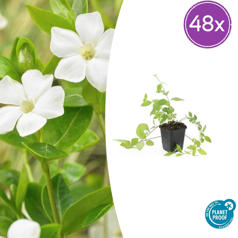 48x Vinca major 'Alba'