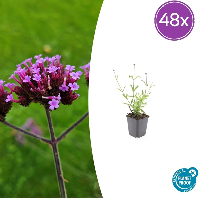 48x Verbena bon. 'Lollipop'