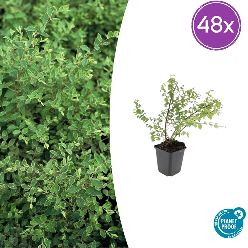 48x Symphoricarpos ch. 'Hancock'