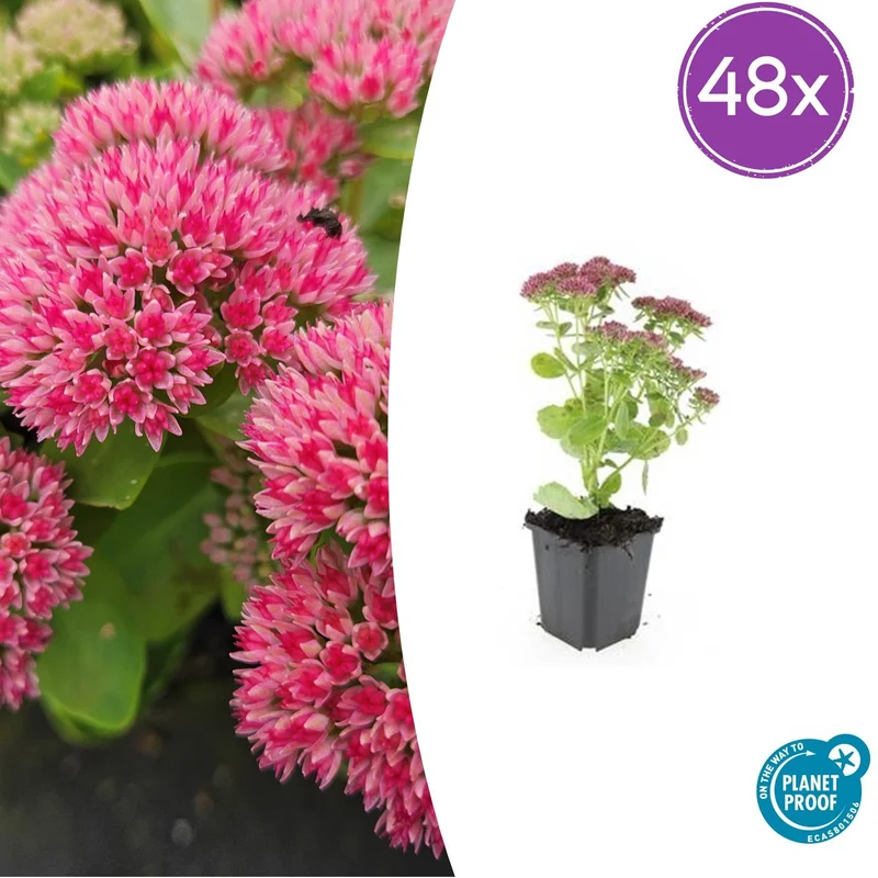 48x Sedum 'Herbstfreude'