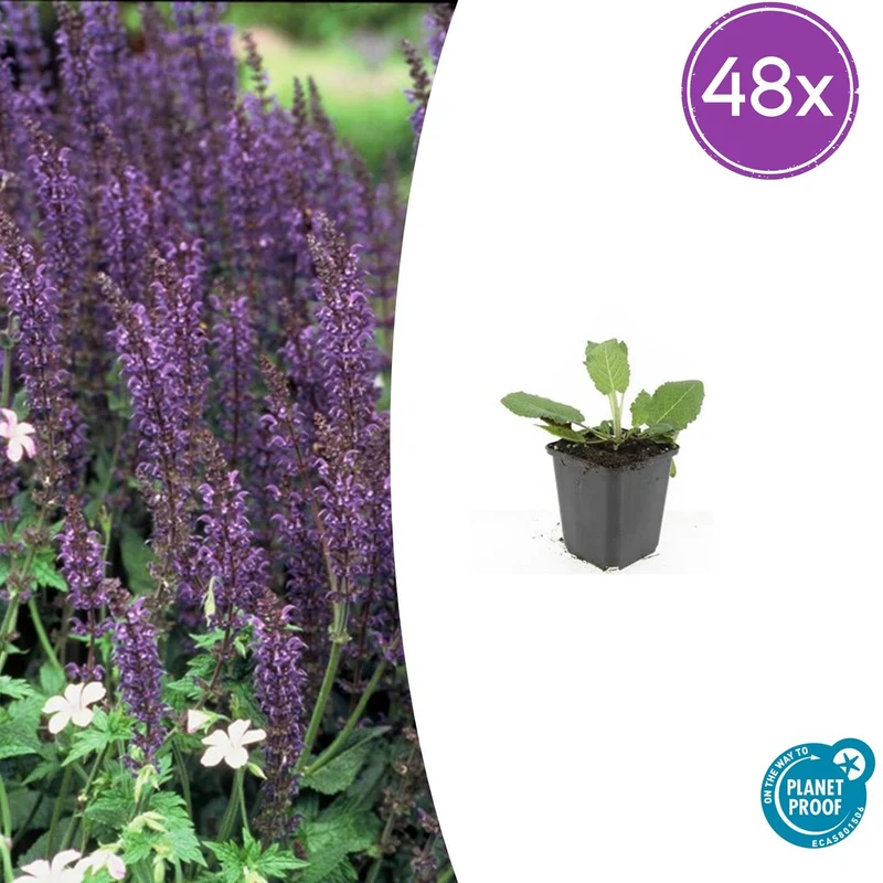 48x Salvia nem. 'Mainacht'