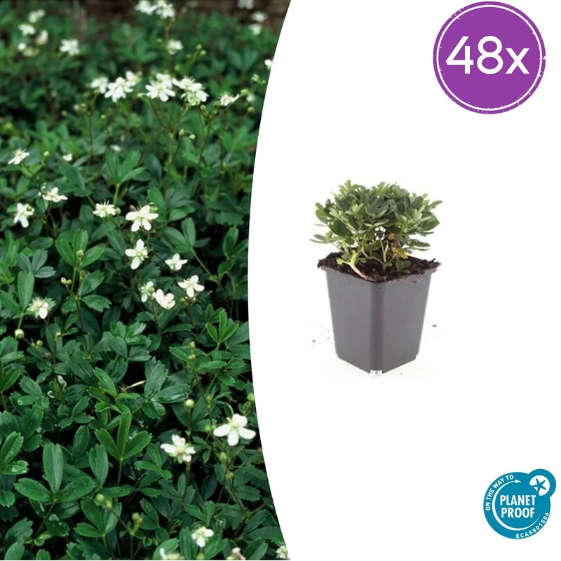 48x Potentilla tridentata 'Nuuk'