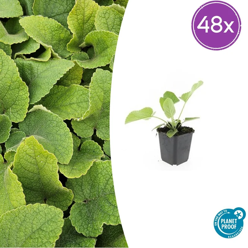 48x Phlomis russeliana