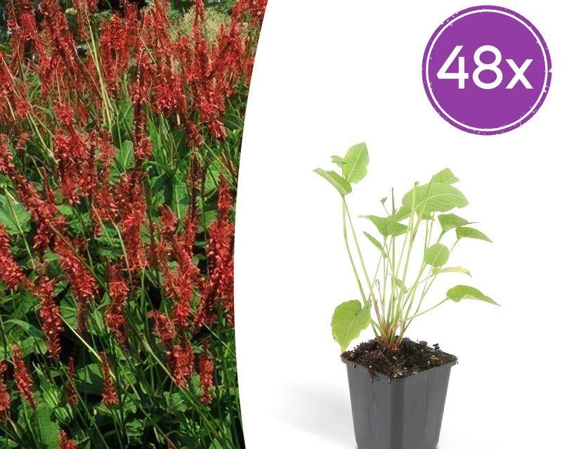 48x Persicaria amplexicaulis