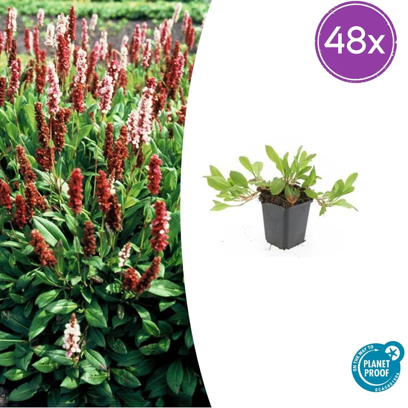 48x Persicaria aff. 'Darjeeling Red'