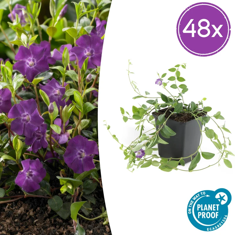48x Vinca minor 'Atropurpurea',