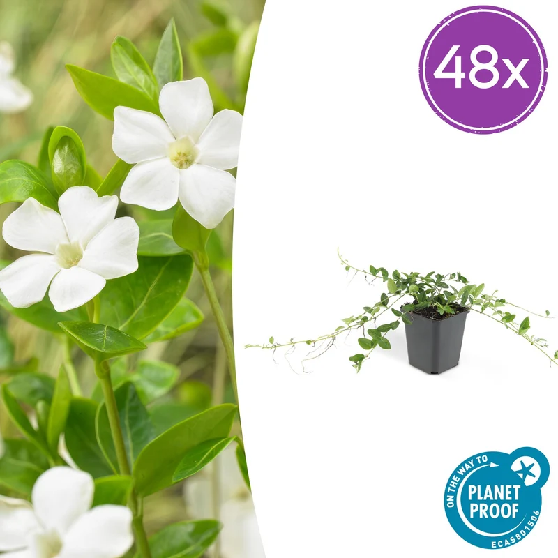 48x Vinca minor 'Alba'