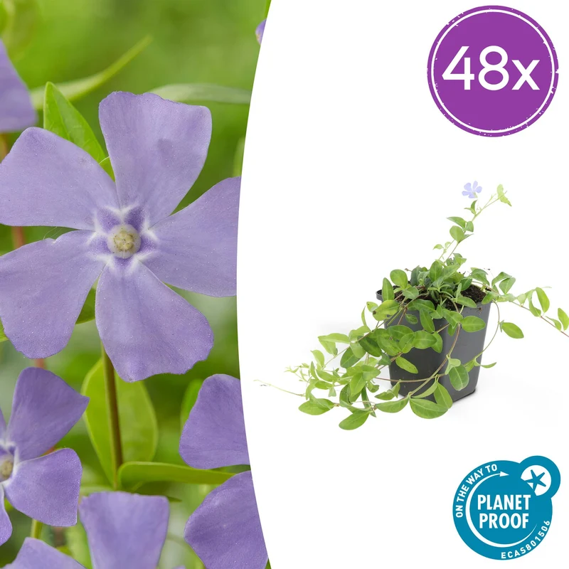 48x Vinca minor