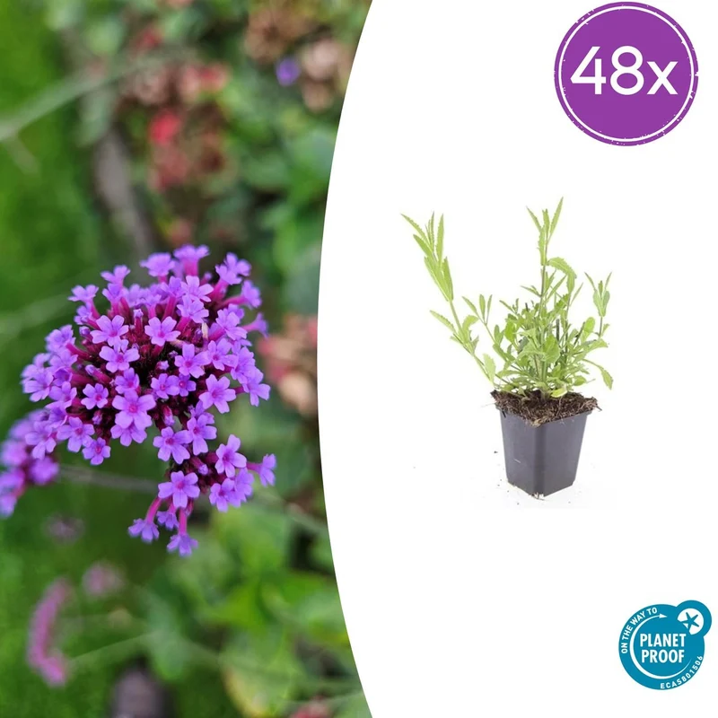 48x Verbena bonariensis