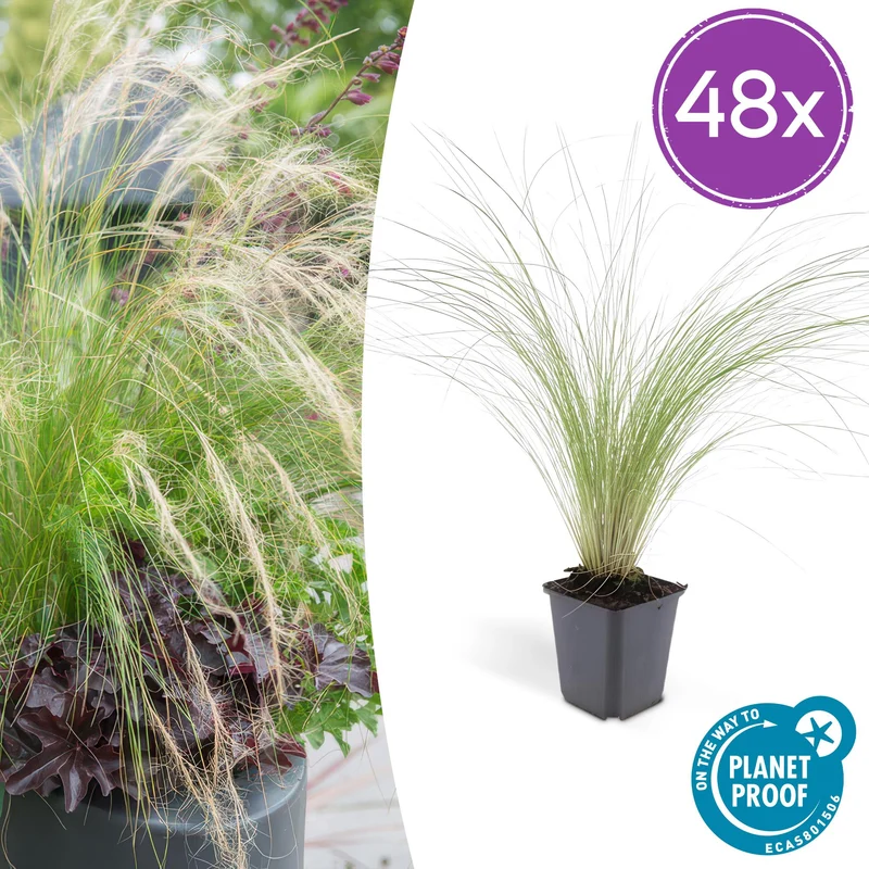 48x Stipa tenuissima 'Ponytails'