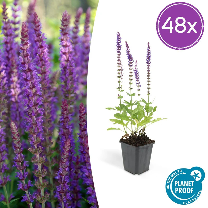 48x Salvia nem. 'Ostfriesland'