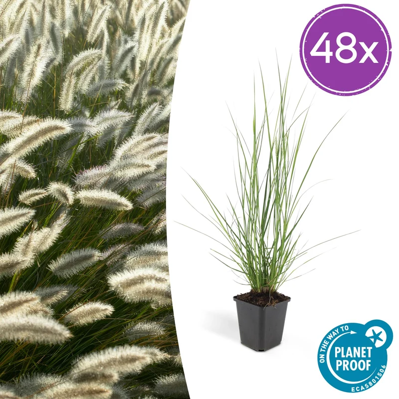 48x Pennisetum alopecuroides 'Hameln'