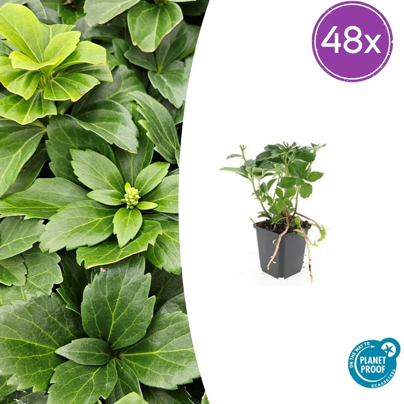48x Pachysandra terminalis