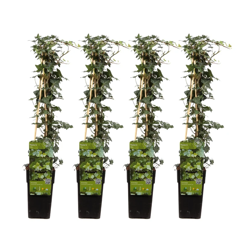 4x - Hedera helix