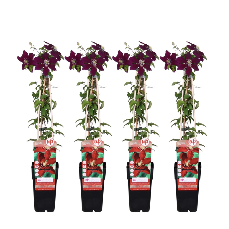 4x - Clematis Niobe