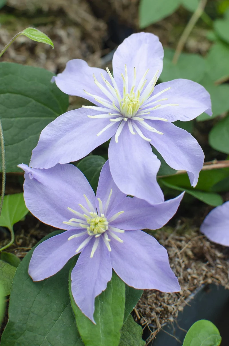 4x - Clematis Justa