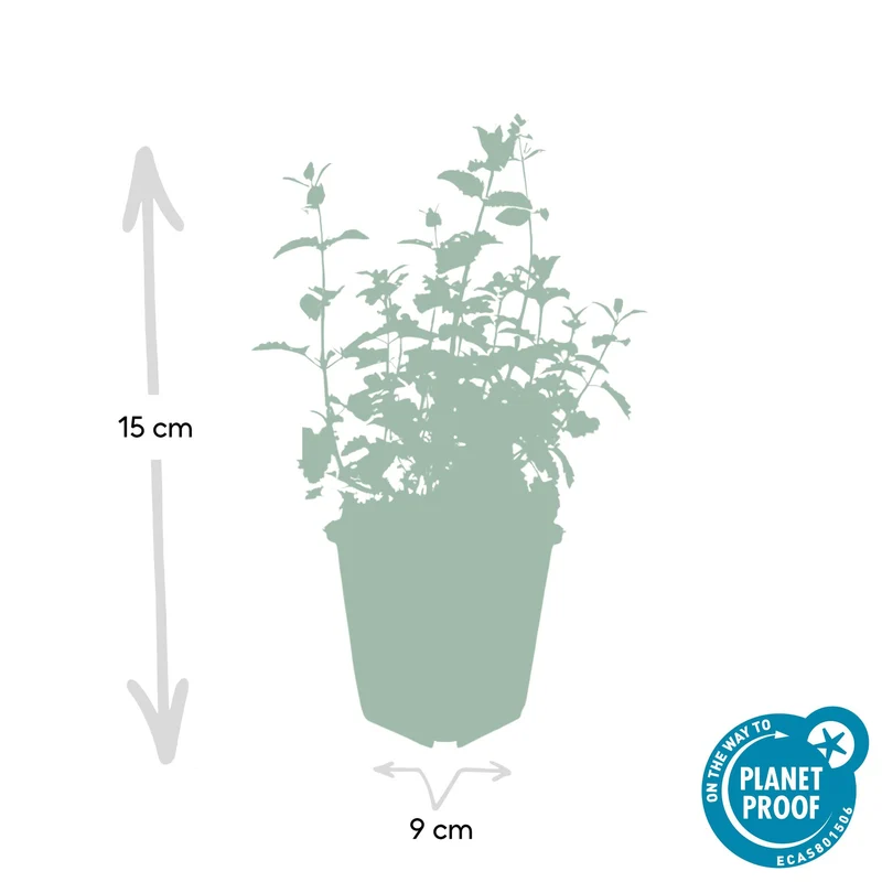 48x Nepeta 'Six Hills Giant'
