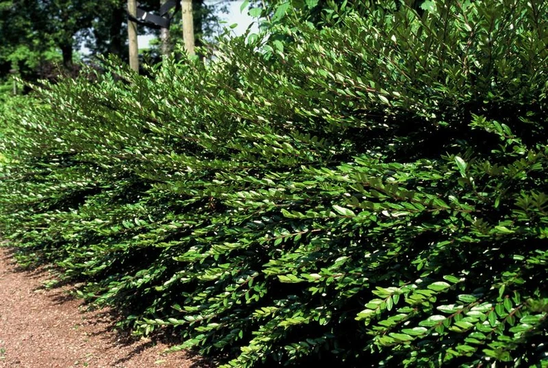 48x Lonicera pileata