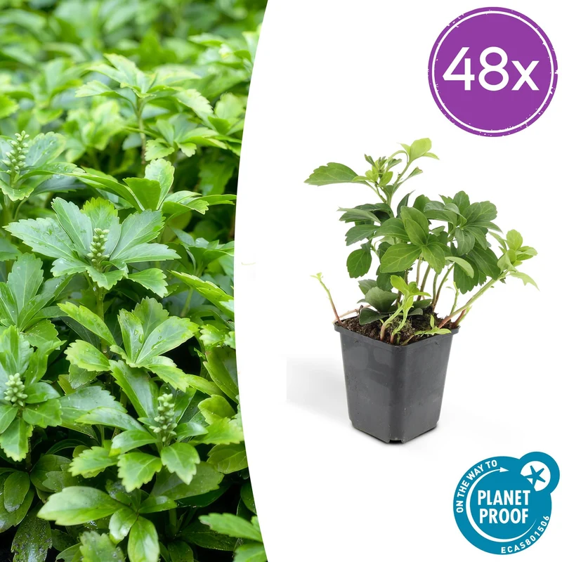 48x Pachysandra term. 'Green Carpet'