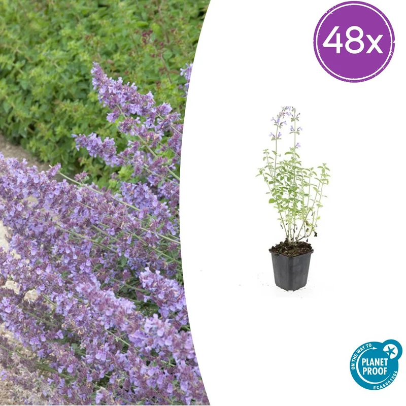 48x Nepeta 'Walker's Low'