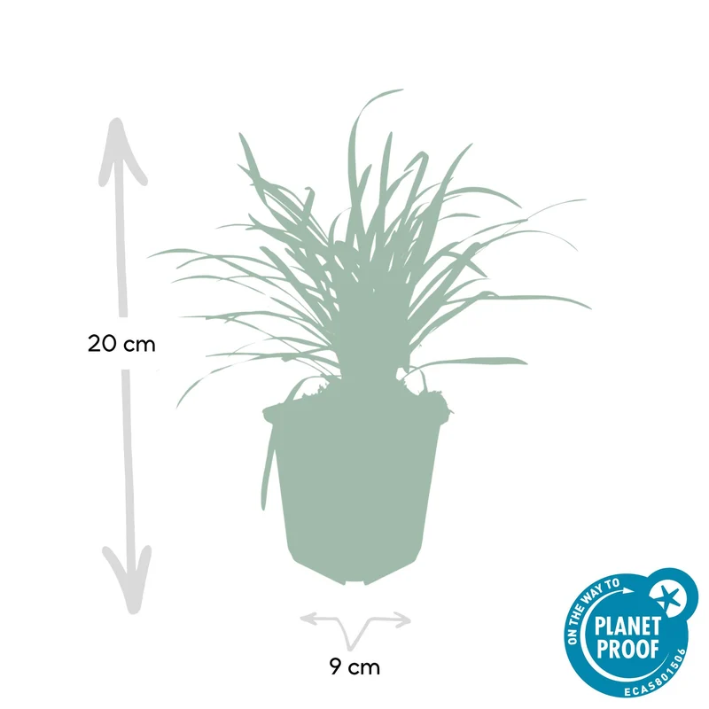 48x Liriope muscari 'Big Blue'