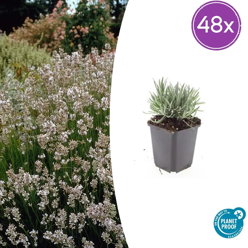 48x Lavandula int. 'Edelweiss'