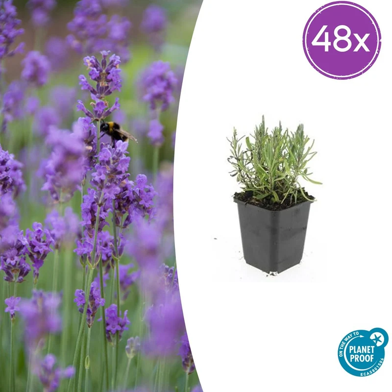 48x Lavandula ang. 'Munstead'