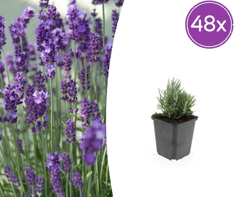 48x Lavandula ang. 'Dwarf Blue'