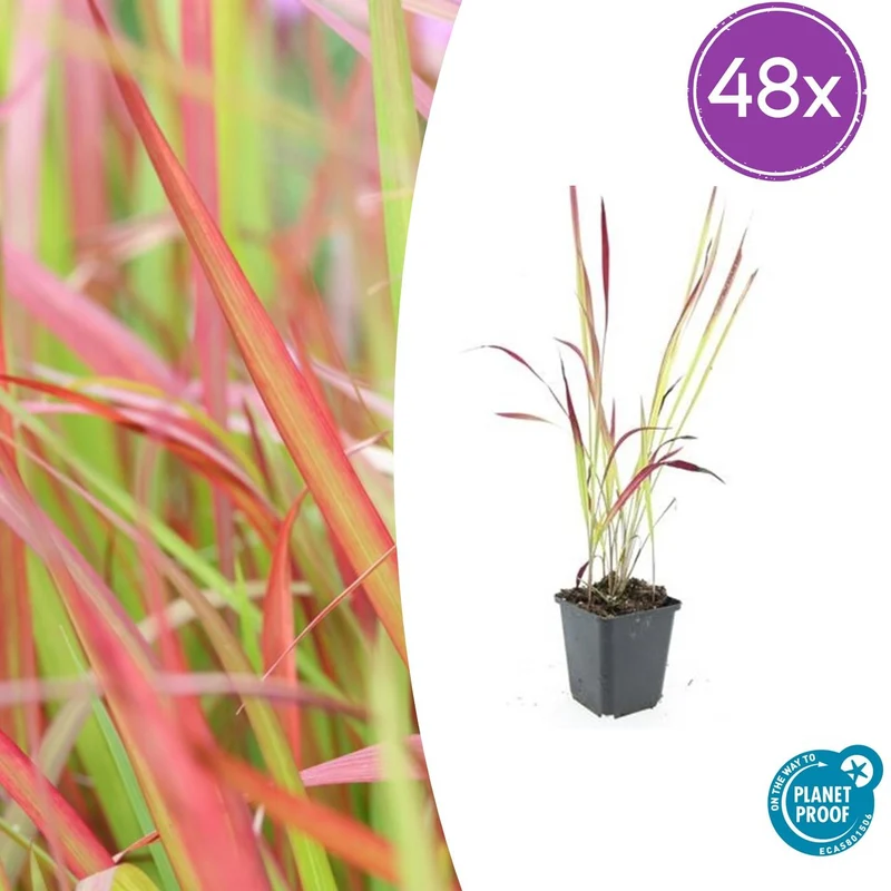 48x Imperata cylindrica 'Red Baron'