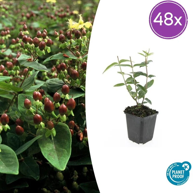 48x Hypericum inodorum 'Rheingold'