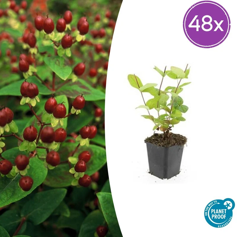 48x Hypericum inodorum 'Beauty'
