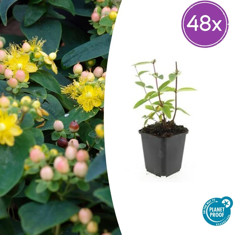 48x Hypericum inodorum 'Annebel'
