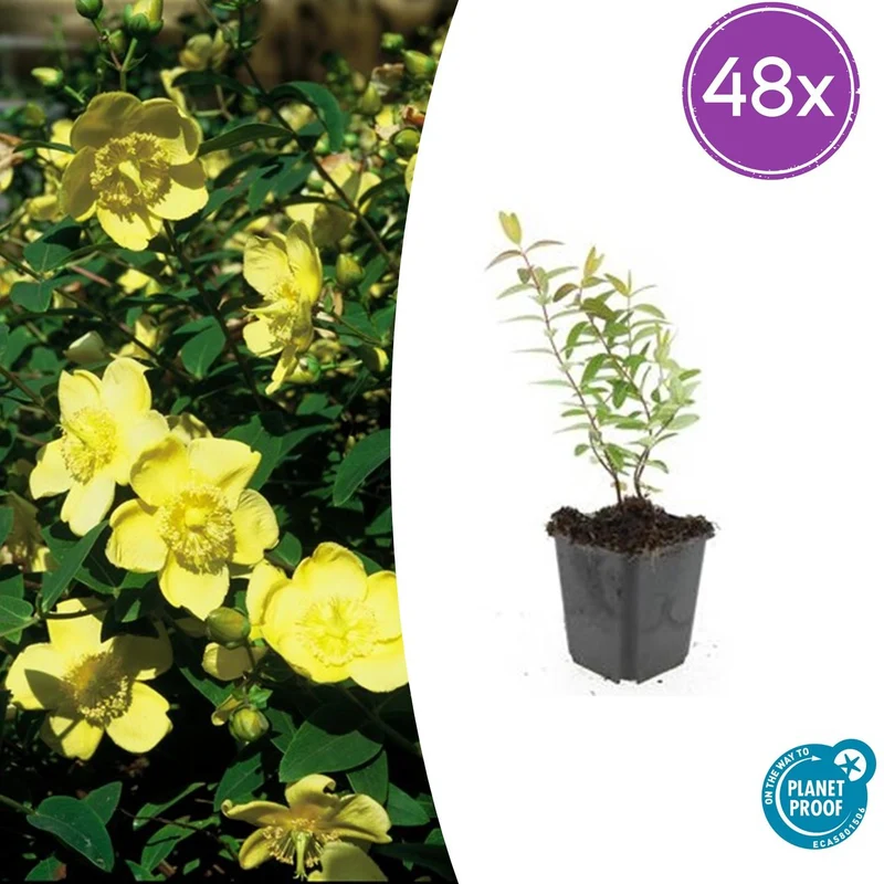 48x Hypericum 'Hidcote'