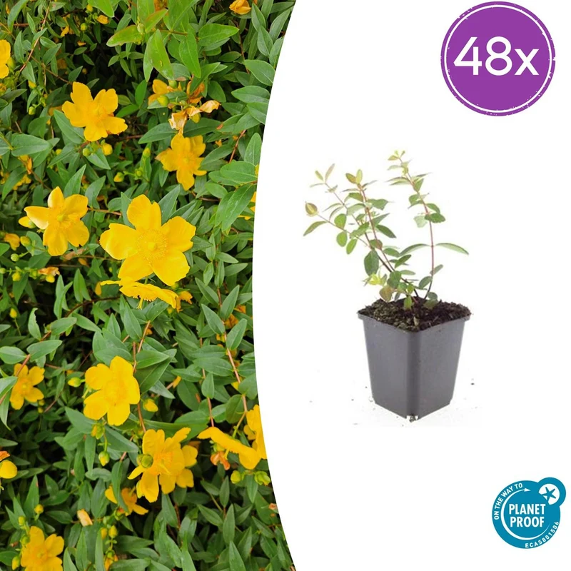 48x Hypericum dummeri 'Peter Dummer'