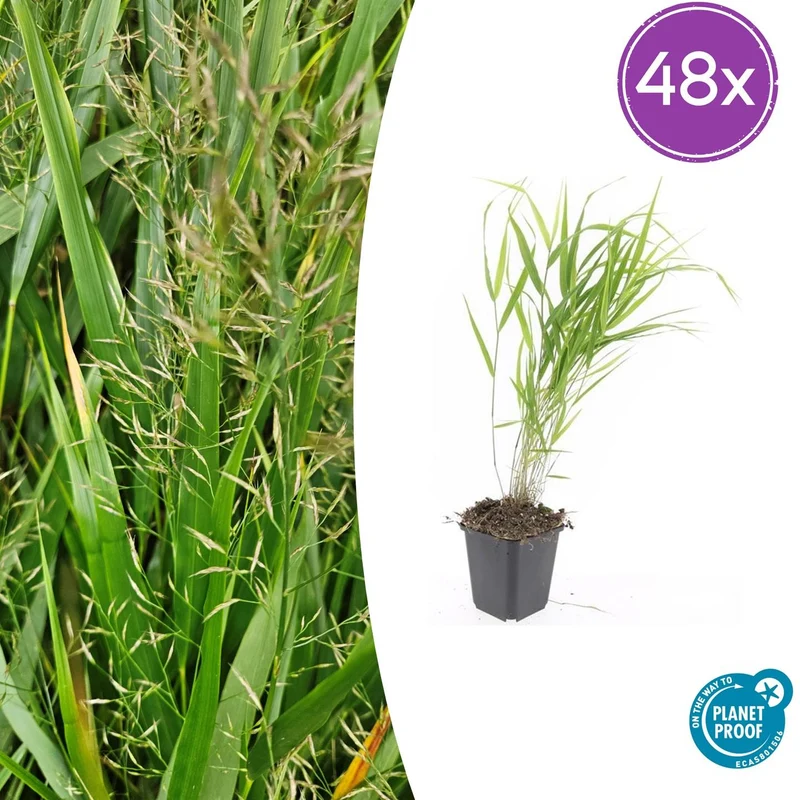 48x Hakonechloa macra