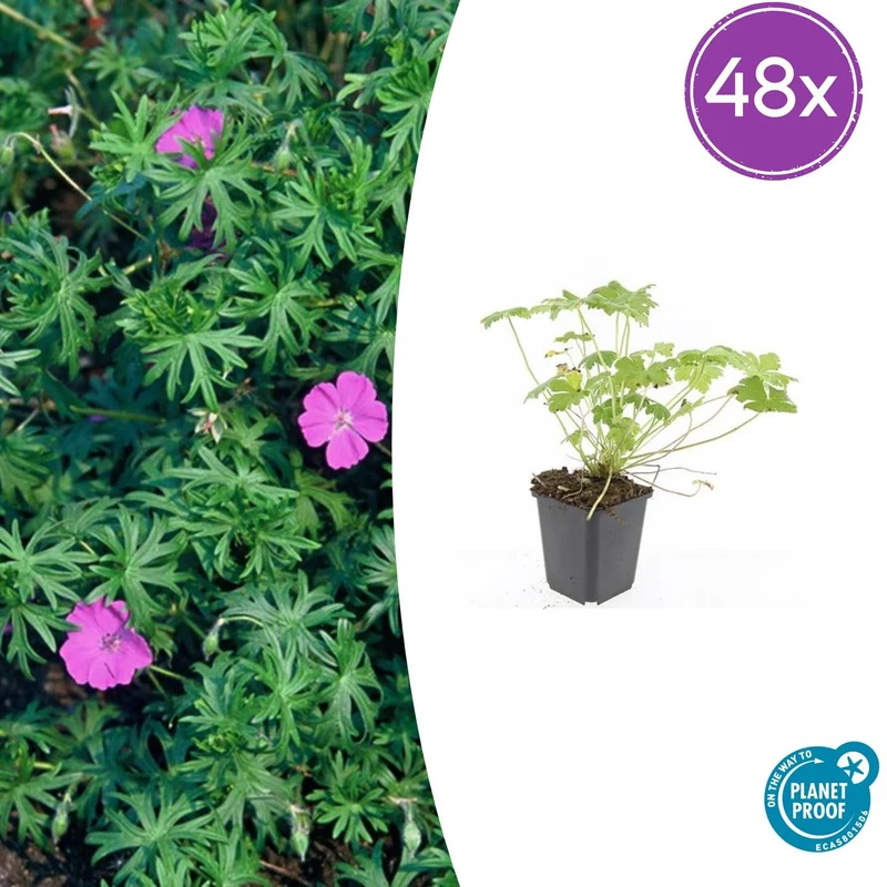 48x Geranium 'Tiny Monster'