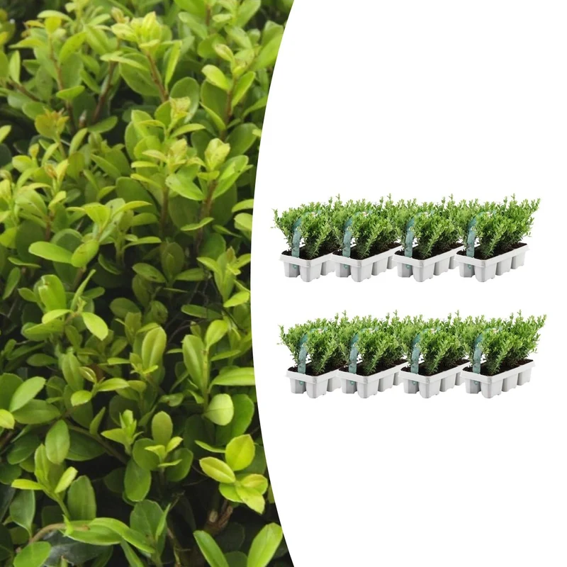 8 x Set van 6 Ilex crenata 'Jenny'