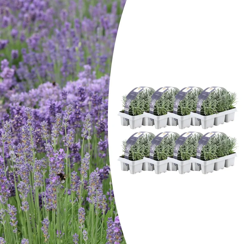 8 x Set van 6 Lavendel angustifolia