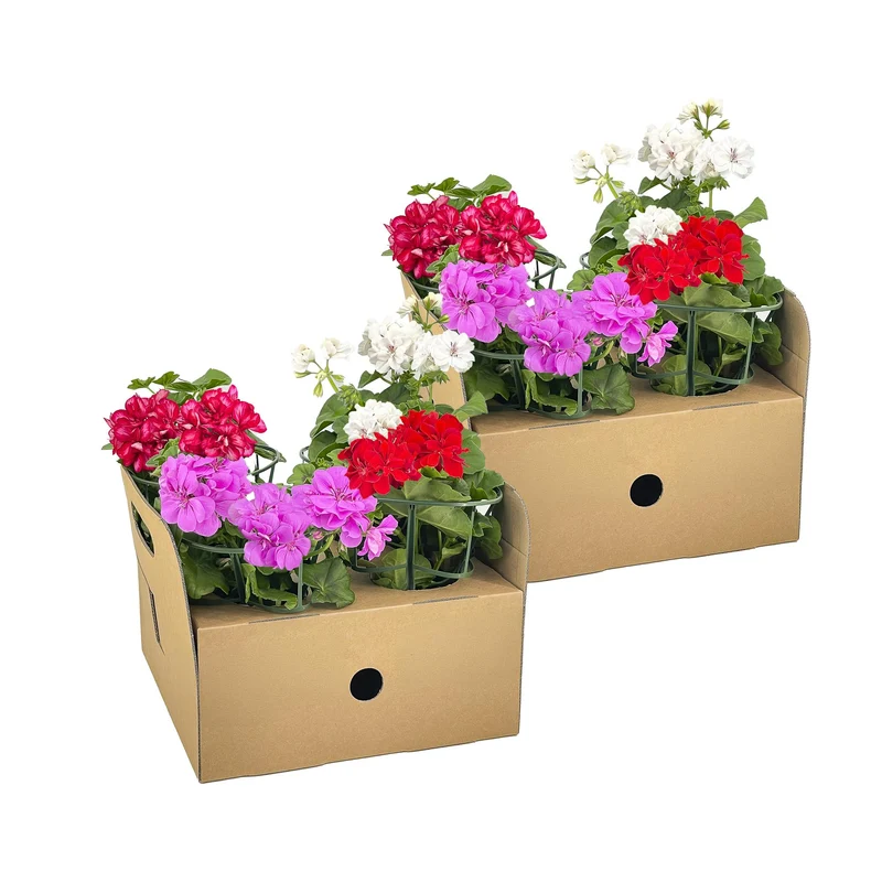8x Pelargonium Peltatum Mix