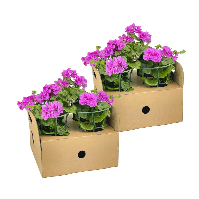 8x Pelargonium Peltatum Violet