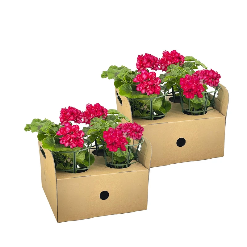 8x Pelargonium Peltatum Mexica Ruby